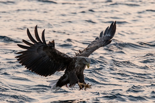 White-tailed eagle in flight hunting fish from sea,Hokkaido, Japan, Haliaeetus albicilla, majestic sea eagle with big claws aiming to catch fish from water surface, wildlife scene,birding adventure