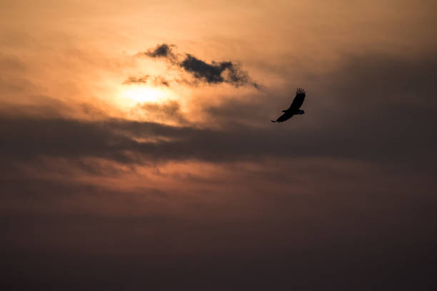 istock White-tailed eagle in flight, eagle flying against colorful sky with clouds in Hokkaido, Japan, silhouette of eagle at sunrise, majestic sea eagle, wildlife scene, wallpaper, bird isolated silhouette 1150663171