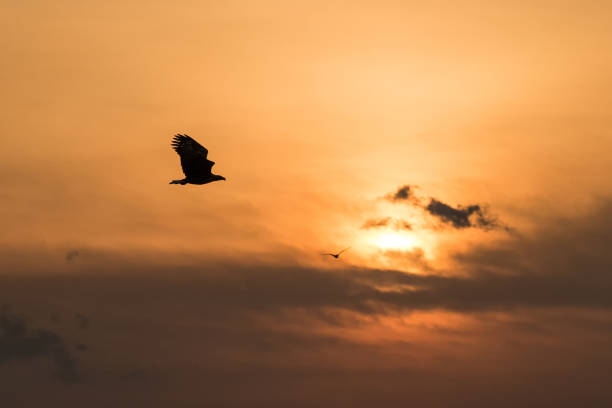 istock White-tailed eagle in flight, eagle flying against colorful sky with clouds in Hokkaido, Japan, silhouette of eagle at sunrise, majestic sea eagle, wildlife scene, wallpaper, bird isolated silhouette 1150663184