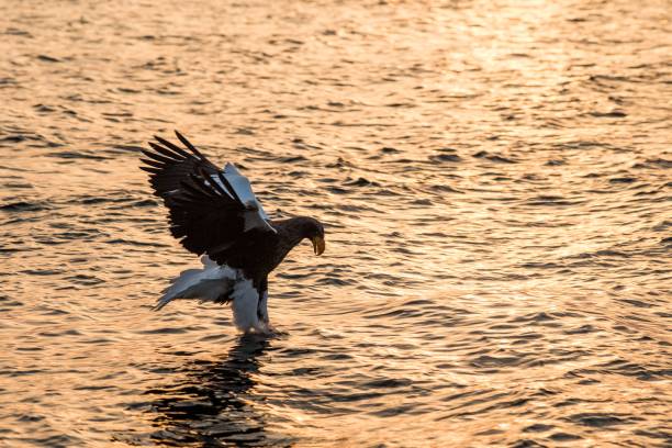 Steller's sea eagle in flight hunting fish from sea at sunrise,Hokkaido, Japan, majestic sea eagle with big claws aiming to catch fish from water surface, wildlife scene,birding adventure Águila marina de steller en vuelo caza de peces desde el mar en sunrise, hokkaido, japón, majestuoso águila marina con grandes garras con el objetivo de atrapar peces de la superficie del agua, escena de la vida silvestre, la aventura de observación de