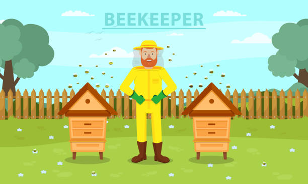 Man Beekeeper Between Two Hive. Breed Bees. Vector Man Beekeeper in Yellow Protective Suit Between Two Hive. Beemaster at Spiary. Breed Bees. Bees Flying near Hive. Apiarian Costume. Apiary on Background Forest. Vector Illustration. Hobby Beekeeping. hiver stock illustrations