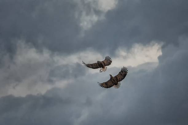 Two eagles fighting in flight, eagles flying against colorful sky with clouds in Hokkaido, Japan, silhouette of eagle at sunrise, majestic sea eagle, wildlife scene, wallpaper, birding adventure,Asia dos águilas luchando en vuelo, águilas volando contra el cielo colorido con nubes en hokkaido, japón, silueta de águila al amanecer, majestuoso águila marina, escena de vida silvestre, papel pintado, aventura de observación de aves, asia