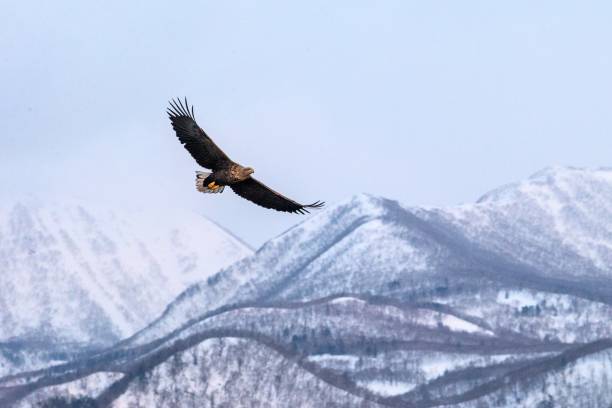 흰 꼬리 독수리는 홋카이도의 겨울 산들의 경치를 날고, 버드 실루엣. 겨울에 아름 다운 자연 경관. 눈, 빙하, 아시아의 조류, 벽지, 일본에 덮여 산 - white tailed eagle sea eagle eagle sea 뉴스 사진 이미지