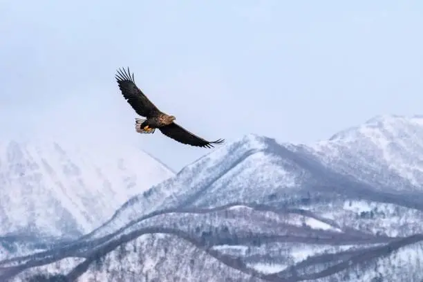 Photo of White-tailed eagle flying in front of winter mountains scenery in Hokkaido, Bird silhouette. Beautiful nature scenery in winter. Mountain covered by snow, glacier, birding in Asia, wallpaper,Japan