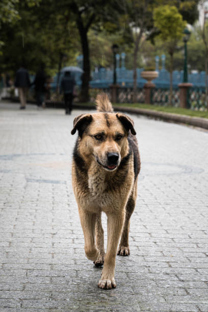 istock Sad dog the street 1150663335