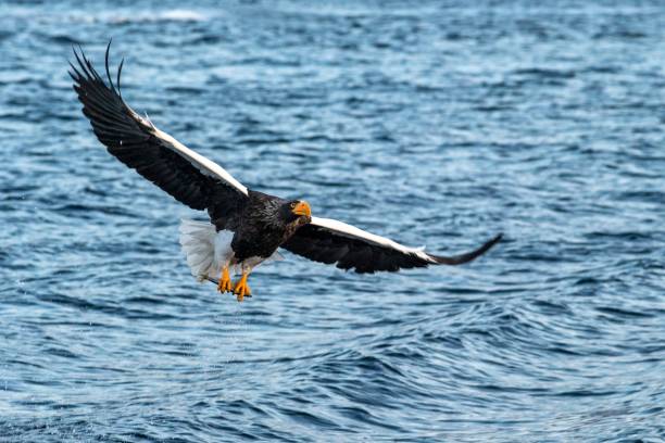 istock Steller's sea eagle  in flight, eagle with a fish which has been just plucked from the water in Hokkaido, Japan, eagle with a fish flies over a sea, majestic sea eagle, exotic birding in Asia 1150663357
