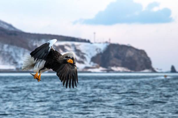 istock Steller's sea eagle  in flight, eagle with a fish which has been just plucked from the water in Hokkaido, Japan, eagle with a fish flies over a sea, majestic sea eagle, exotic birding in Asia 1150663364