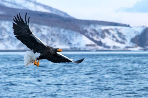 istock Steller's sea eagle  in flight, eagle with a fish which has been just plucked from the water in Hokkaido, Japan, eagle with a fish flies over a sea, majestic sea eagle, exotic birding in Asia 1150663371