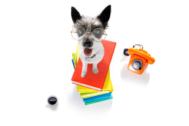 istock smart dog and books 1150663387