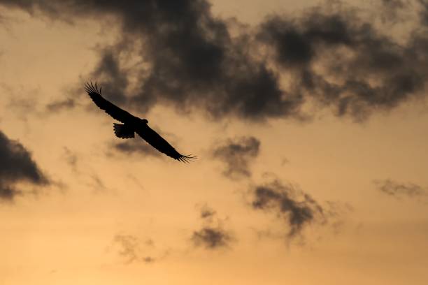 istock White-tailed eagle in flight, eagle flying against colorful sky with clouds in Hokkaido, Japan, silhouette of eagle at sunrise, majestic sea eagle, wildlife scene, wallpaper, bird isolated silhouette 1150663388