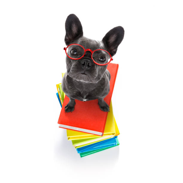 smart dog e libri - dog education holding animal foto e immagini stock