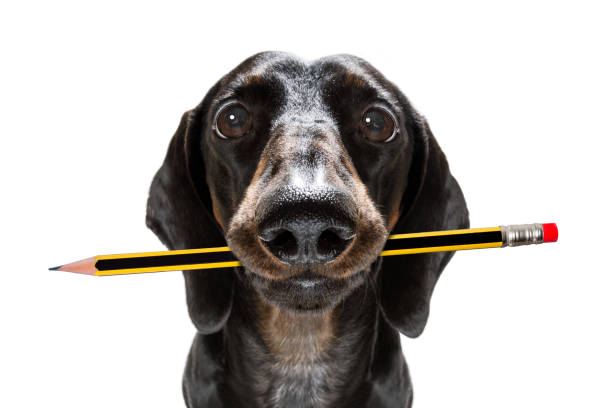 office worker boss dog office worker businessman sausage dachshund dog  as  boss and chef , with pencil or pen  in  mouth isolated on white background dachshund photos stock pictures, royalty-free photos & images