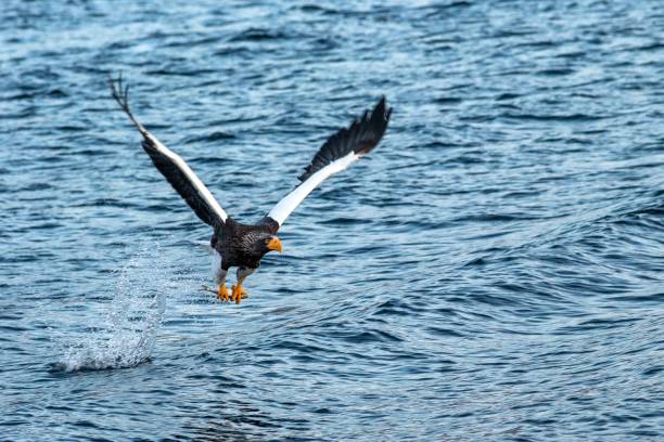 istock Steller's sea eagle  in flight, eagle with a fish which has been just plucked from the water in Hokkaido, Japan, eagle with a fish flies over a sea, majestic sea eagle, exotic birding in Asia 1150663976