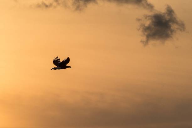 istock White-tailed eagle in flight, eagle flying against colorful sky with clouds in Hokkaido, Japan, silhouette of eagle at sunrise, majestic sea eagle, wildlife scene, wallpaper, bird isolated silhouette 1150664010