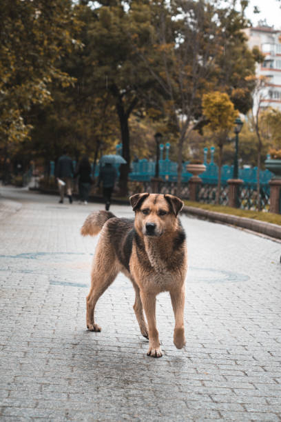 istock Sad dog the street 1150664069