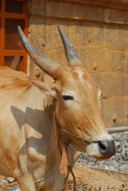 cattle in Brihadishvara Temple