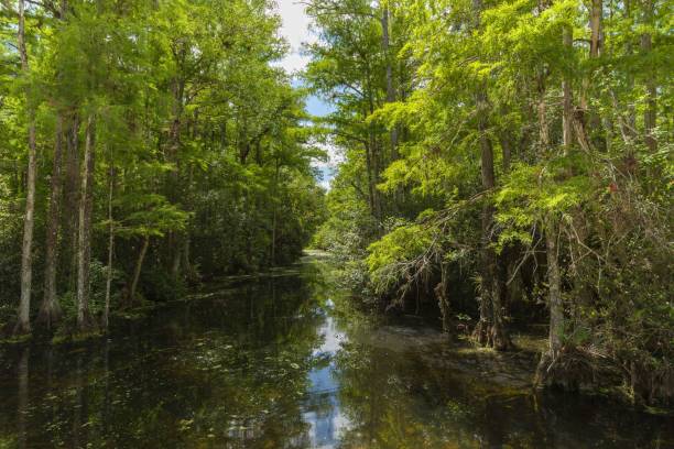 istock Swamp area in the Everglades 1150664216