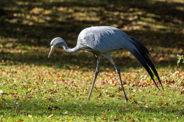 istock The Blue Crane, Grus paradisea, is an endangered bird 1150664228