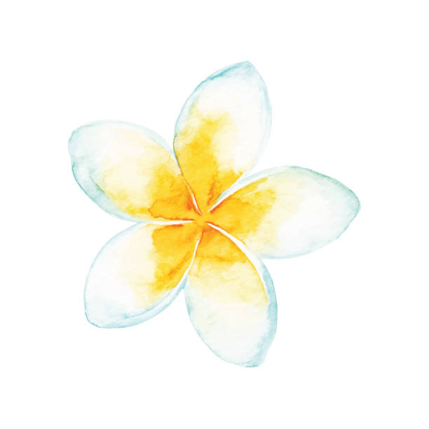 akwarela tropikalny kwiat - frangipani stock illustrations