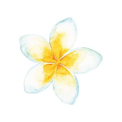 Watercolor Tropical Flower
