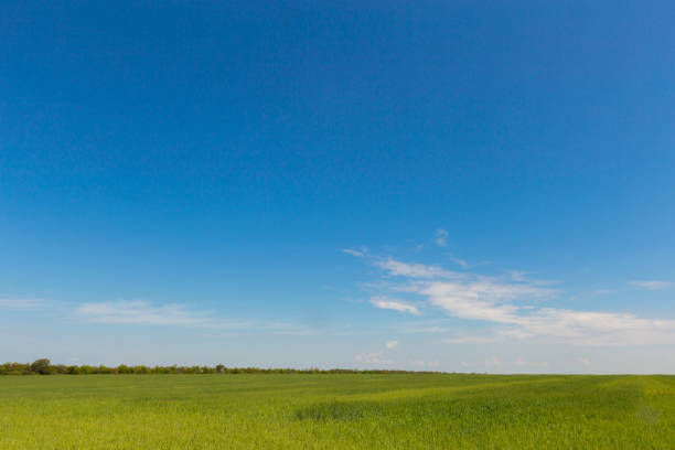 istock Green field of grass in spring, landscape 1150665427