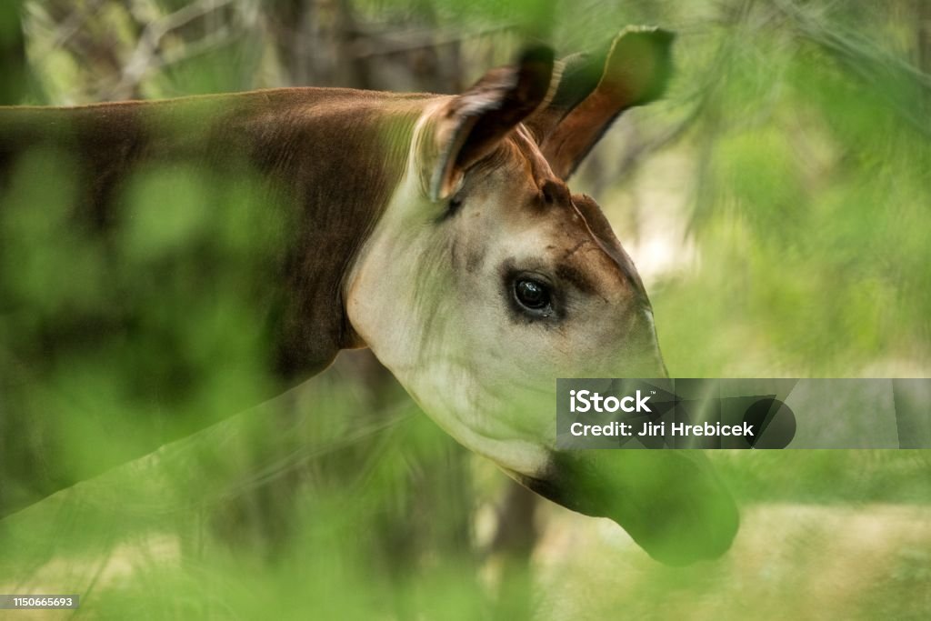 Okapi Forest Giraffe Or Zebra Giraffe Artiodactyl Mammal Native To Jungle  Or Tropical Forest Congo Central Africa Beautiful Animal With White Stripes  In Green Leaves Portrait Stock Photo - Download Image Now -
