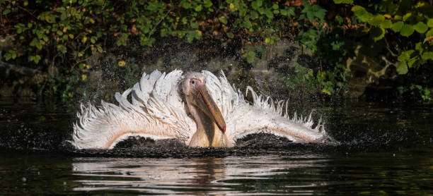 istock Great White Pelican, Pelecanus onocrotalus in the zoo 1150665767