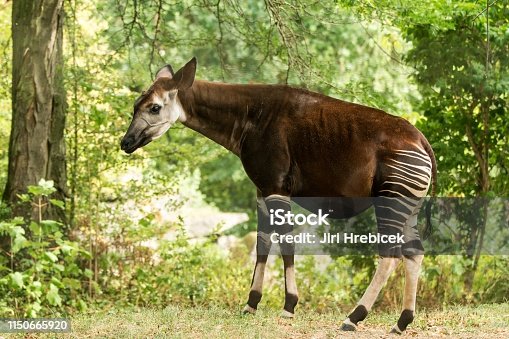 211 Okapi In The Vegetation Stock Photos, Pictures & Royalty-Free Images -  iStock