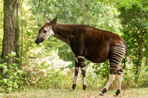 Okapi (Okapia johnstoni), forest giraffe, artiodactyl mammal native to jungle or tropical forest, Congo, Central Africa, beautiful animal with white stripes in green leaves, whole body stock photo