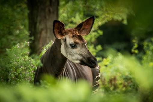 Okapi (Okapia johnstoni), jirafa forestal o jirafa cebra, mamífero artiodáctilo nativo de selva o bosque tropical, Congo, África central, hermoso animal con rayas blancas en hojas verdes, retrato photo