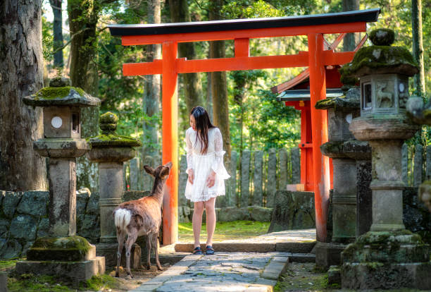 fille japonaise et cerf devant torii au parc de nara, japon - préfecture de nara photos et images de collection
