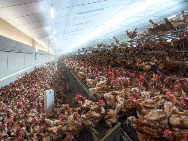 allevamento di polli. - industry chicken agriculture poultry foto e immagini stock