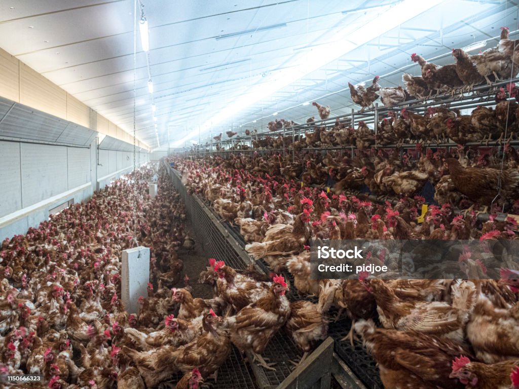 Chicken farm. Interior of chicken farm with many chickens Chicken - Bird Stock Photo