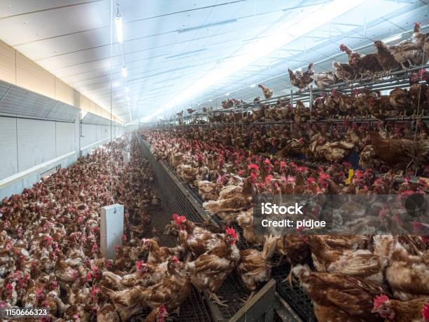 Chicken Farm Stock Photo - Download Image Now - Chicken - Bird, Farm, Factory