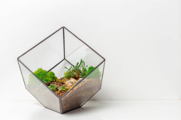 istock mini succulent garden in glass florarium 1150668345