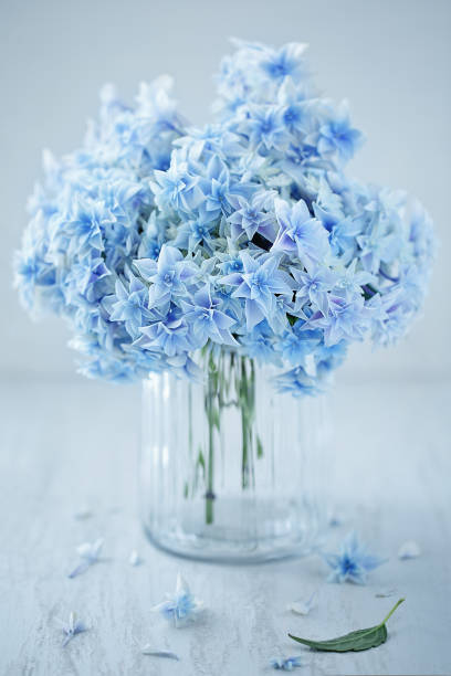 istock Beautiful purple hydrangea flowers 1150668370