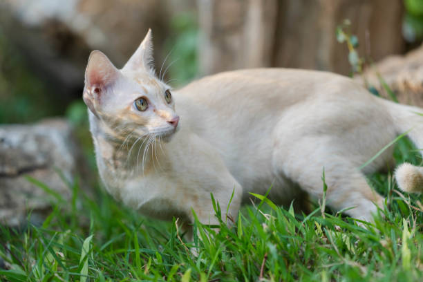istock The cat on the lawn is looking at something. 1150669228