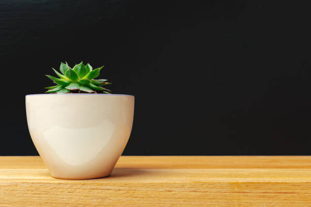 istock A single succulent plant potted 1150669612