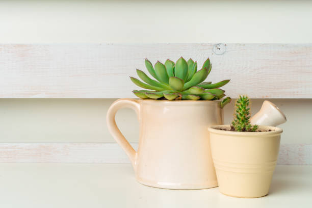 istock Small succulent plants in pots in home interior 1150669689