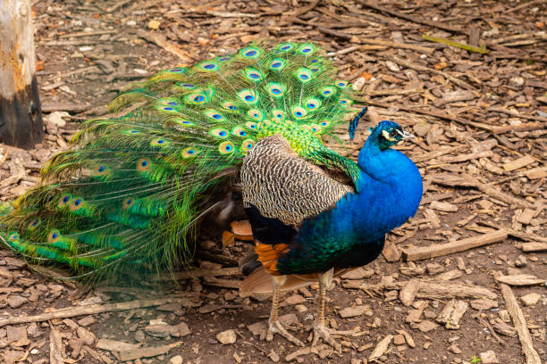 Portrait of beautiful peacock with feathers out