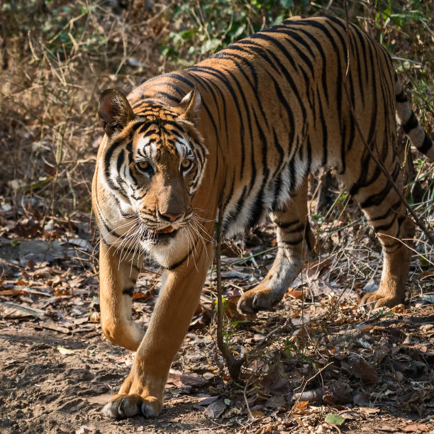 istock Portrait of tiger. 1150670438
