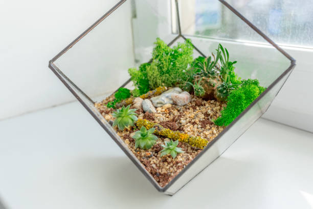 istock mini succulent garden in glass florarium 1150671388
