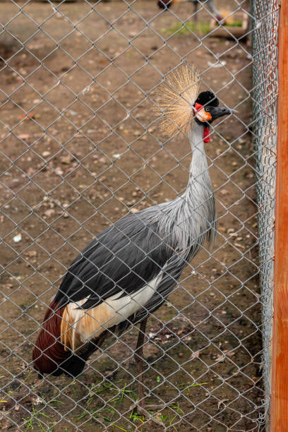 istock Crowned crane in a zoo in sunny summer day 1150672938