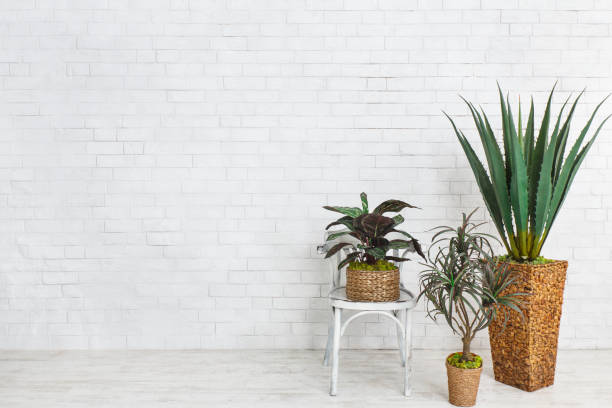 Aloe and other plants near chair over brick wall Aloe and other plants near chair over white brick wall, empty space cactus plant needle pattern stock pictures, royalty-free photos & images