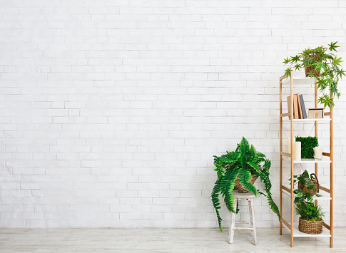 Bookcase with evergreen plants over white brick wall with copy space