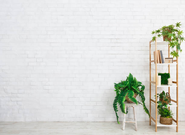 книжный шкаф с вечнозелеными растениями над белой стеной - wall office indoors white стоковые фото и изображения