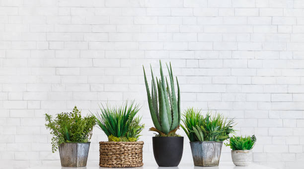 istock Aloe and evergreen plants in various pots, crop 1150672994