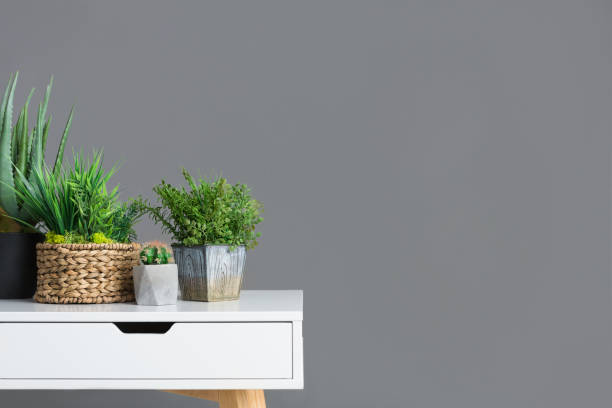 istock Stylish table with different houseplants on grey wall 1150673022