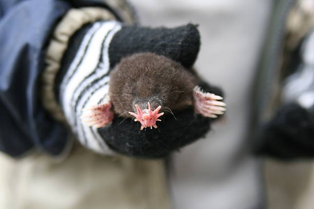 Star-Nosed Mole stock photo