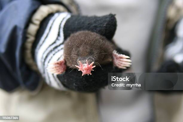 Estreladenariztoupeira - Fotografias de stock e mais imagens de Toupeira - Toupeira, Pelo de animal, Tentáculo